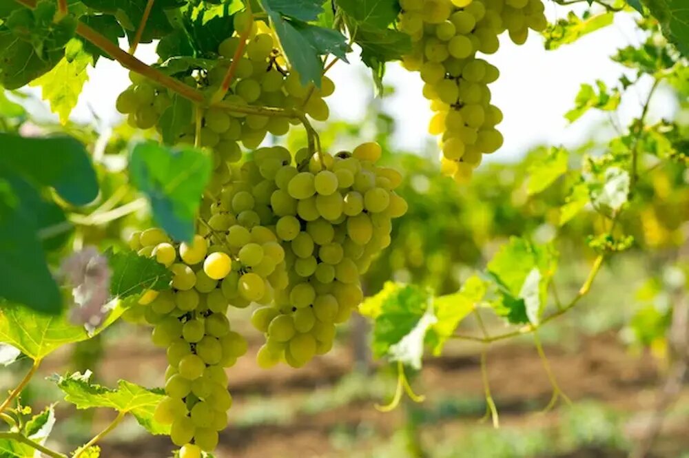 Uvas para hacer Pisco Torontel