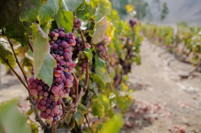 uvas quebranta
