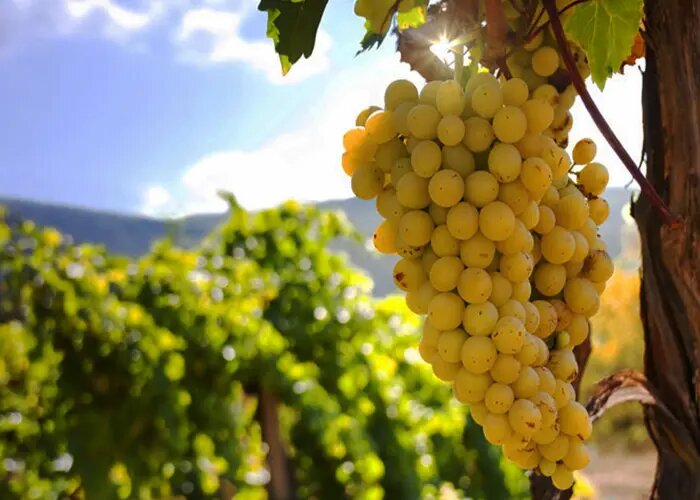 uvas torontel