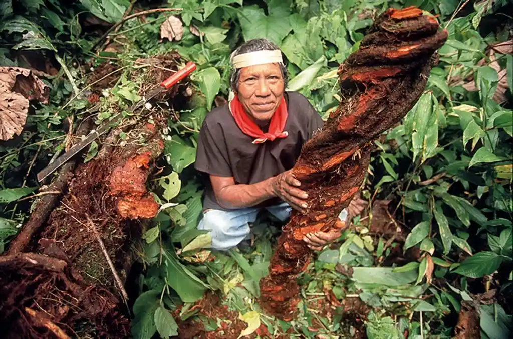 Que es la Ayahuasca